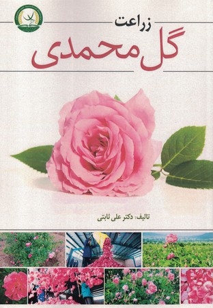 زراعت گل محمدی 