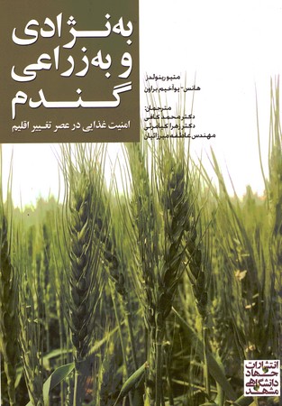 به نژادی و به زراعی گندم 