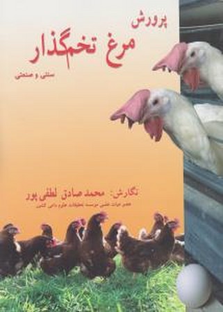 پرورش مرغ تخم گذار سنتی و صنعتی 