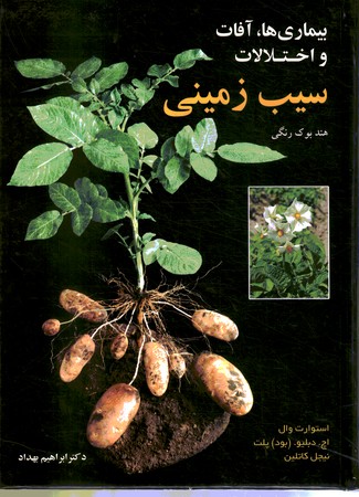 بیماری ها ، آفات و اختلالات سیب زمینی